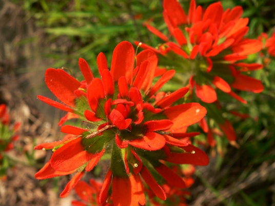 {Castilleja coccinea}